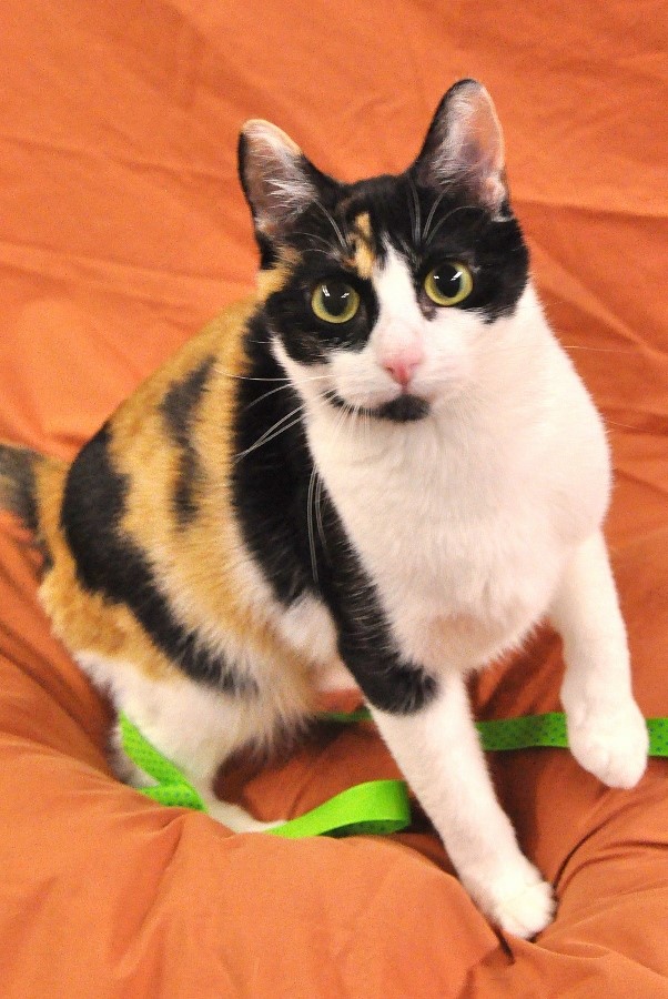 LOG260-14-1 (602x900)